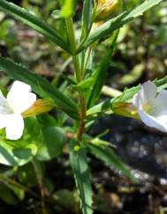 Gratiola officinalis