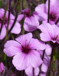 Geranium lanuginosum