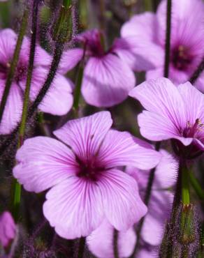 Fotografia 1 da espécie Geranium lanuginosum no Jardim Botânico UTAD