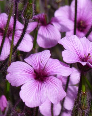 Fotografia de capa Geranium lanuginosum - do Jardim Botânico