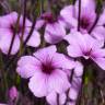 Fotografia 1 da espécie Geranium lanuginosum do Jardim Botânico UTAD