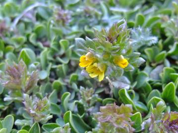 Fotografia da espécie Euphrasia minima