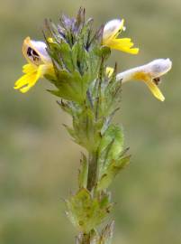 Fotografia da espécie Euphrasia minima