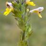 Fotografia 5 da espécie Euphrasia minima do Jardim Botânico UTAD