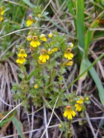 Fotografia da espécie Euphrasia minima