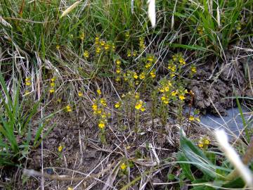 Fotografia da espécie Euphrasia minima