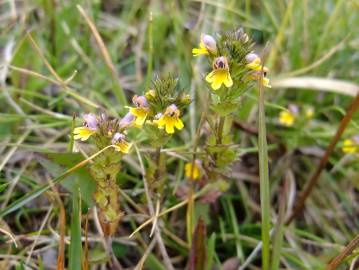 Fotografia da espécie Euphrasia minima