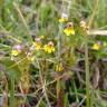 Fotografia 8 da espécie Euphrasia minima do Jardim Botânico UTAD