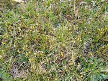 Fotografia da espécie Euphrasia minima