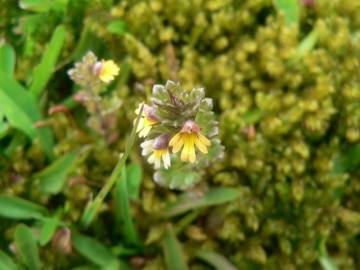 Fotografia da espécie Euphrasia minima