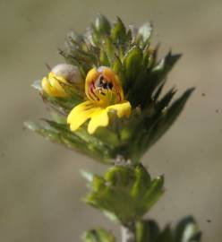 Fotografia da espécie Euphrasia minima