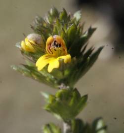 Fotografia da espécie Euphrasia minima