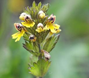 Fotografia da espécie Euphrasia minima