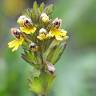 Fotografia 16 da espécie Euphrasia minima do Jardim Botânico UTAD