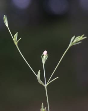 Fotografia 6 da espécie Exaculum pusillum no Jardim Botânico UTAD