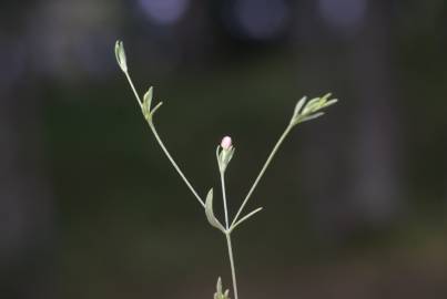 Fotografia da espécie Exaculum pusillum