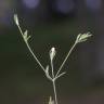 Fotografia 6 da espécie Exaculum pusillum do Jardim Botânico UTAD