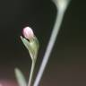 Fotografia 1 da espécie Exaculum pusillum do Jardim Botânico UTAD