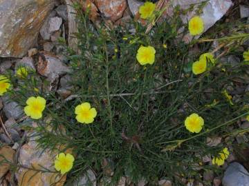 Fotografia da espécie Fumana procumbens