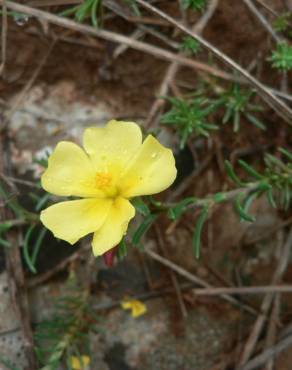 Fotografia 3 da espécie Fumana procumbens no Jardim Botânico UTAD