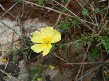 Fotografia da espécie Fumana procumbens