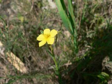 Fotografia da espécie Fumana procumbens