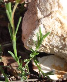 Fotografia da espécie Fumana procumbens