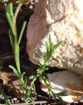 Fotografia 7 da espécie Fumana procumbens no Jardim Botânico UTAD