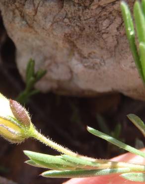 Fotografia 8 da espécie Fumana procumbens no Jardim Botânico UTAD