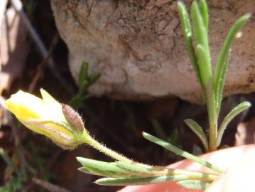 Fotografia da espécie Fumana procumbens