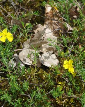 Fotografia 10 da espécie Fumana procumbens no Jardim Botânico UTAD