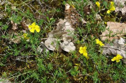 Fotografia da espécie Fumana procumbens