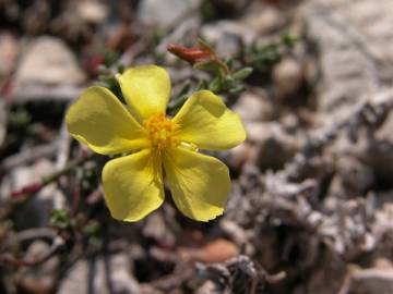 Fotografia da espécie Fumana procumbens