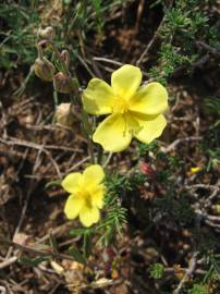 Fotografia da espécie Fumana procumbens