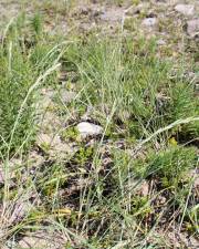 Fotografia da espécie Elymus farctus