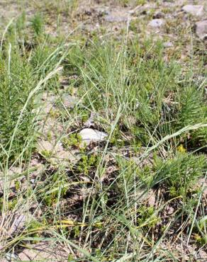 Fotografia 1 da espécie Elymus farctus subesp. boreo-atlanticus no Jardim Botânico UTAD