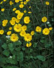 Fotografia da espécie Doronicum plantagineum