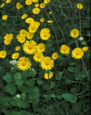 Fotografia 1 da espécie Doronicum plantagineum no Jardim Botânico UTAD