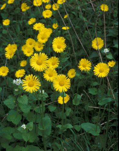 Fotografia de capa Doronicum plantagineum - do Jardim Botânico