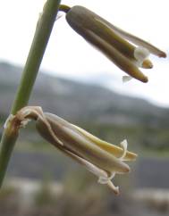 Dipcadi serotinum subesp. serotinum