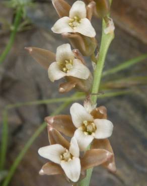 Fotografia 13 da espécie Dipcadi serotinum subesp. serotinum no Jardim Botânico UTAD