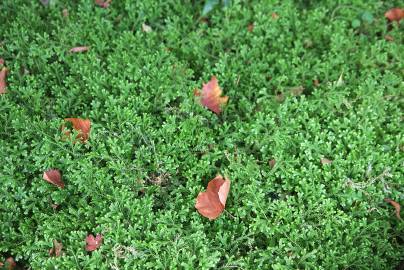 Fotografia da espécie Selaginella kraussiana