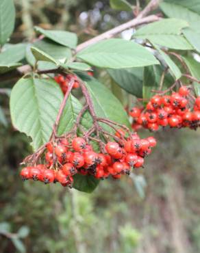 Fotografia 1 da espécie Cotoneaster franchetii no Jardim Botânico UTAD