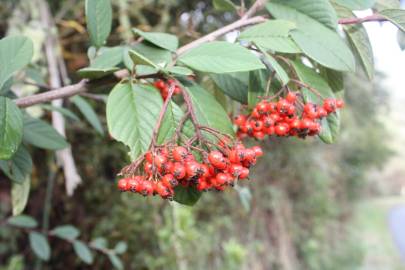 Fotografia da espécie Cotoneaster franchetii