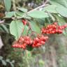 Fotografia 1 da espécie Cotoneaster franchetii do Jardim Botânico UTAD