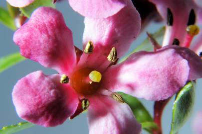 Fotografia da espécie Cotoneaster franchetii