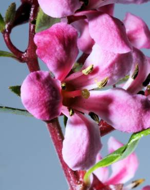 Fotografia 3 da espécie Cotoneaster franchetii no Jardim Botânico UTAD