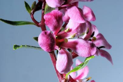 Fotografia da espécie Cotoneaster franchetii