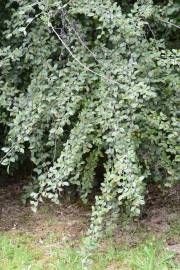 Fotografia da espécie Cotoneaster franchetii