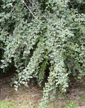 Fotografia 4 da espécie Cotoneaster franchetii no Jardim Botânico UTAD